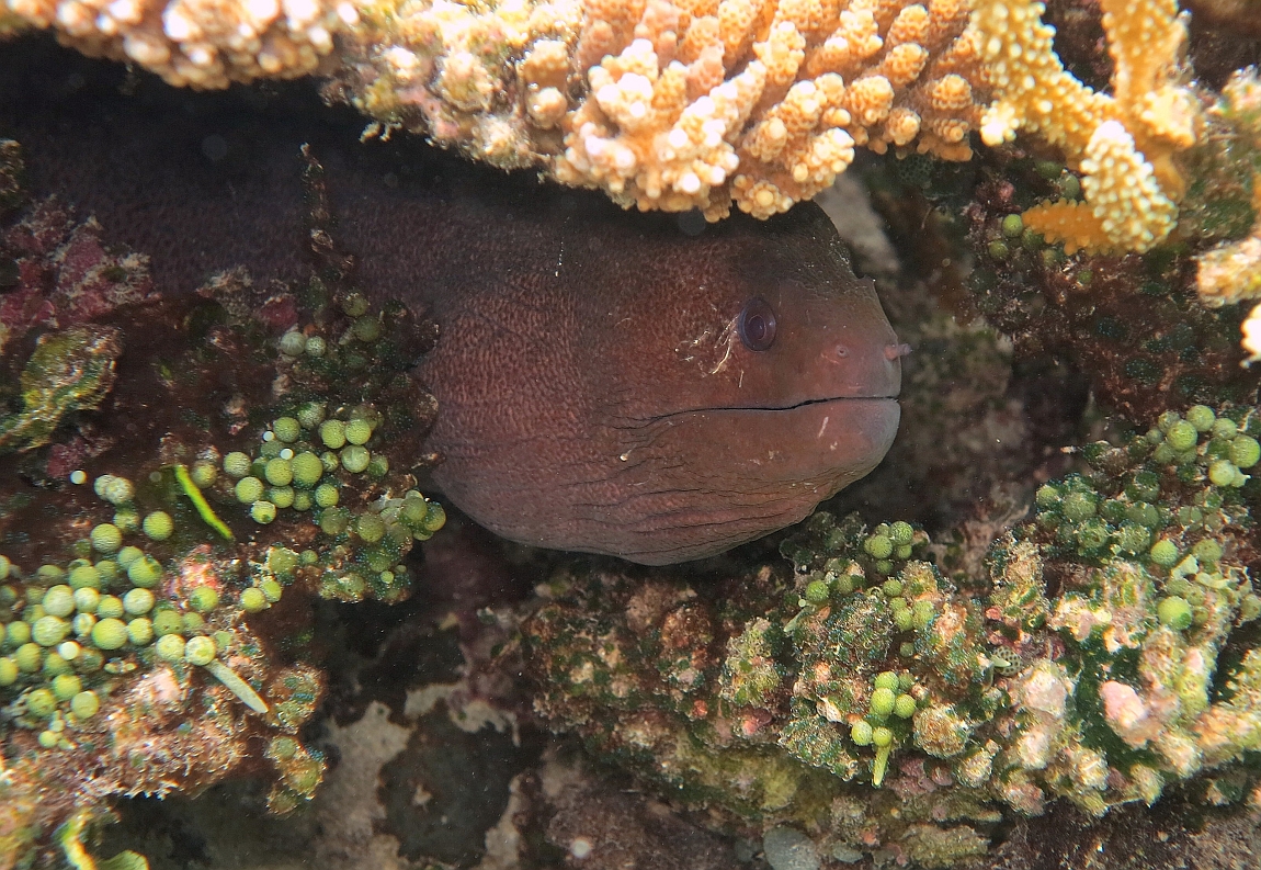 IMG_0956rf_Maldives_Madoogali_House reef_Murene javanaise_Gymnothorax javanicus.jpg